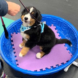 Puppy Class: pup with its paws up on a step gaining confidence