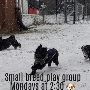 Small Breed Play Group