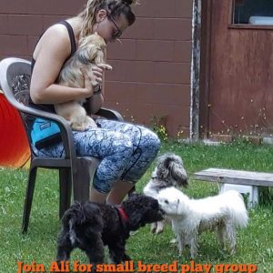 Join Ali for small breed play group