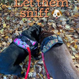 All Tied Up Pet Services: let them sniff